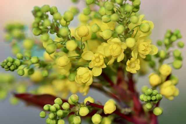 Overview of Berberis Aristata: A Medicinal Plant with Powerful Health Benefits