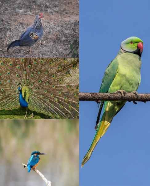 Top 10 Birds Found In India